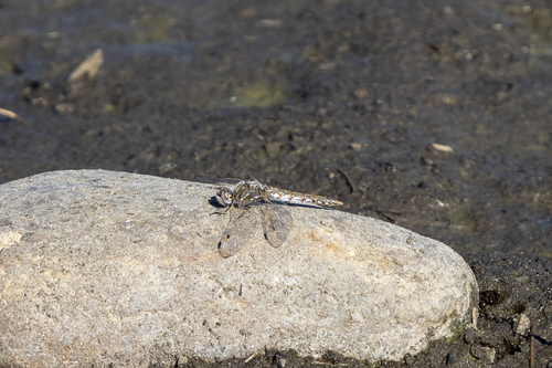 iNaturalist observation photo of Variegated Meadowhawk