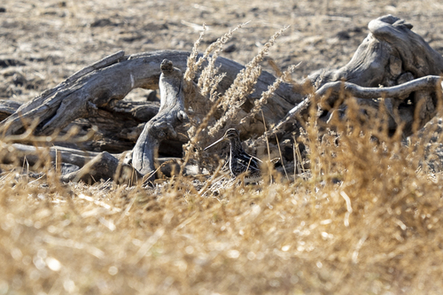 iNaturalist observation photo of Wilson's Snipe