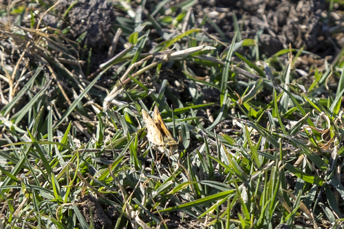 iNaturalist observation photo of Northern Fiery Skipper