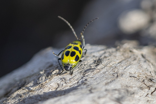 iNaturalist observation photo of Spotted Cucumber Beetle