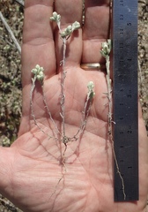 Stylocline gnaphaloides