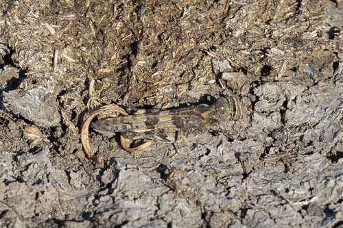 iNaturalist observation photo of Caerulean-winged Grasshopper