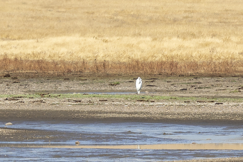 iNaturalist observation photo of Great Egret