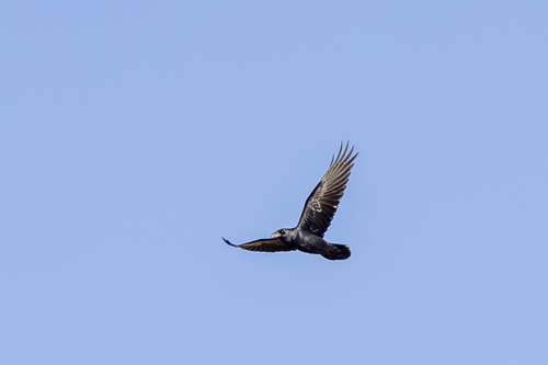 iNaturalist observation photo of Common Raven