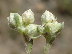 Stylocline gnaphaloides