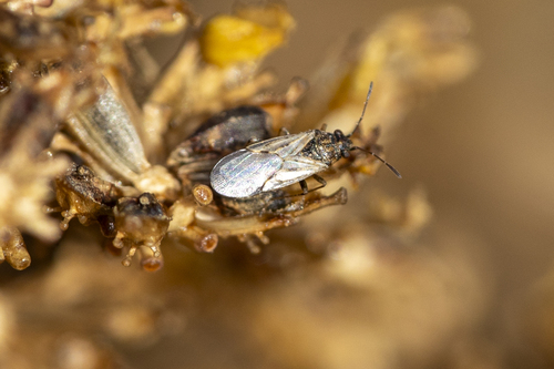 iNaturalist observation photo of False chinch bugs