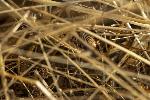 iNaturalist observation photo of Valley Grasshopper