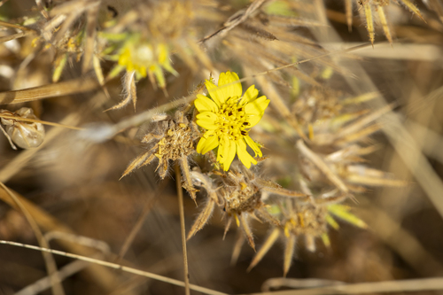 iNaturalist observation photo of Spikeweeds