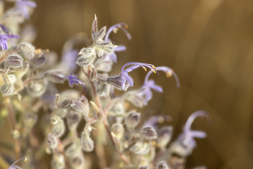 iNaturalist observation photo of Vinegar Weed