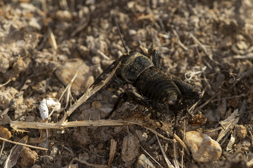 iNaturalist observation photo of Gryllus
