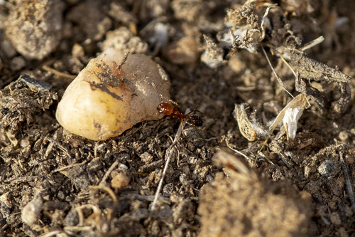iNaturalist observation photo of Southern Fire Ant