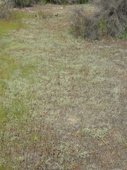 Stylocline gnaphaloides