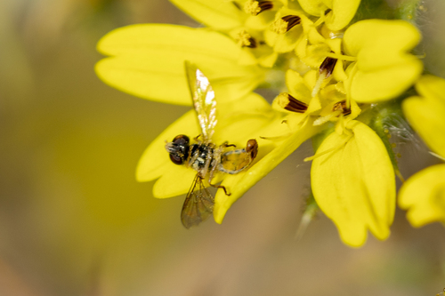iNaturalist observation photo of Calligrapher Flies