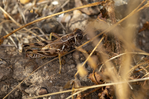 iNaturalist observation photo of Valley Grasshopper