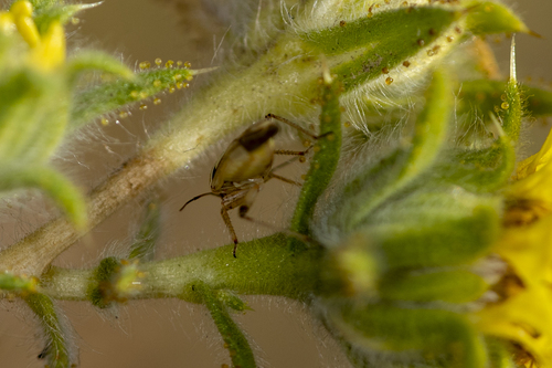 iNaturalist observation photo of Lygus Bugs