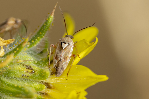 iNaturalist observation photo of Lygus Bugs