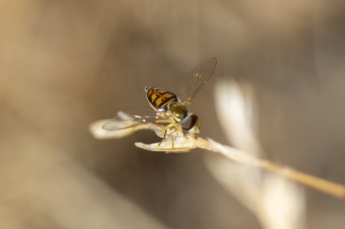 iNaturalist observation photo of Margined Calligrapher