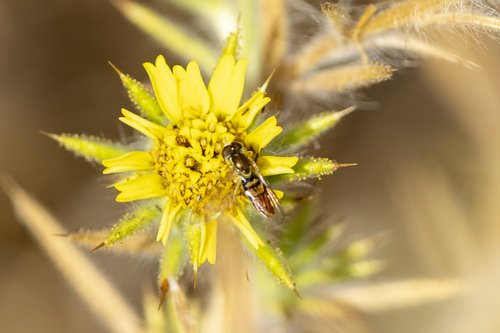 iNaturalist observation photo of Margined Calligrapher