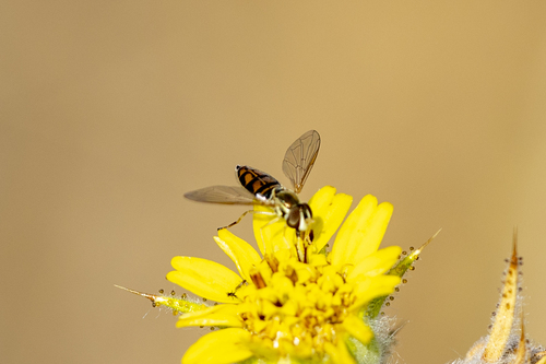 iNaturalist observation photo of Margined Calligrapher