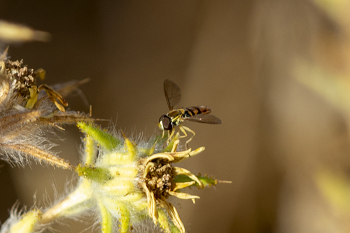 iNaturalist observation photo of Margined Calligrapher