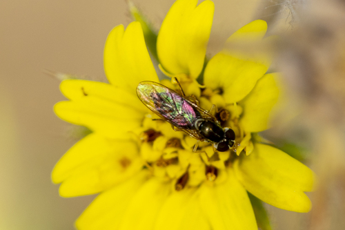 iNaturalist observation photo of Margined Calligrapher