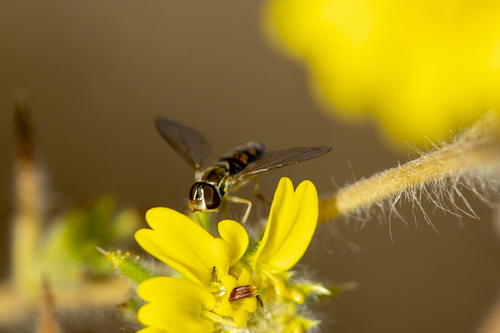 iNaturalist observation photo of Margined Calligrapher