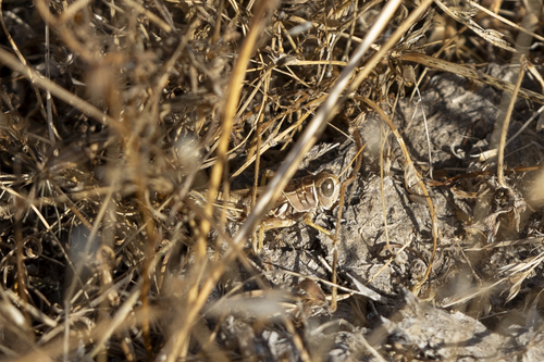 iNaturalist observation photo of Valley Grasshopper