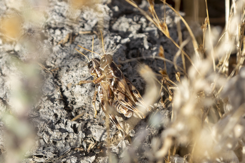 iNaturalist observation photo of Valley Grasshopper