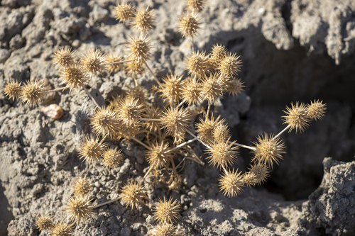 iNaturalist observation photo of flowering plants