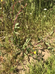Camissoniopsis lewisii