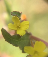 Camissoniopsis lewisii
