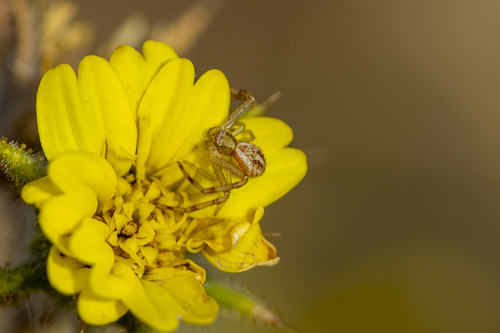 iNaturalist observation photo of Mecaphesa