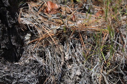 Two-lined Short-nosed Skink, Plestiodon bilineatus