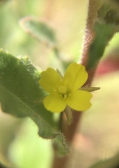 Camissoniopsis lewisii