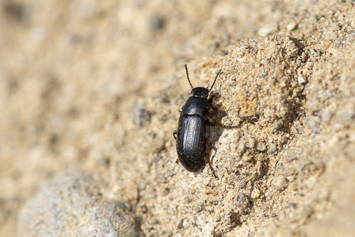 iNaturalist observation photo of Opatrini