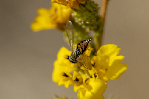 iNaturalist observation photo of Margined Calligrapher