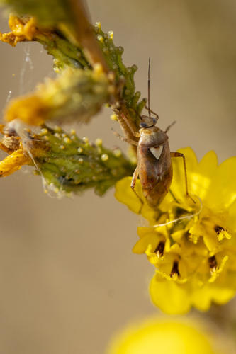 iNaturalist observation photo of Lygus Bugs