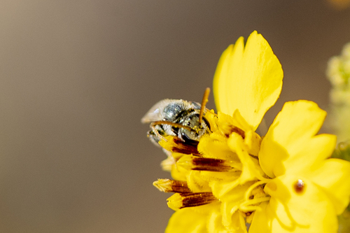 iNaturalist observation photo of Metallic Sweat Bees