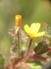 Camissoniopsis lewisii