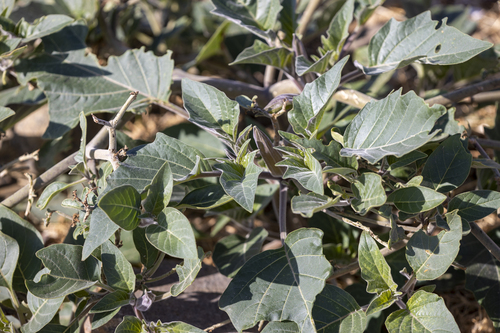 iNaturalist observation photo of Sacred Datura
