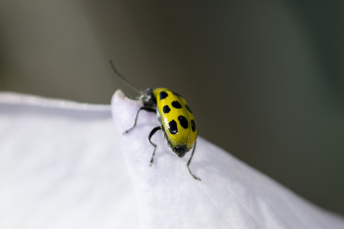 iNaturalist observation photo of Spotted Cucumber Beetle