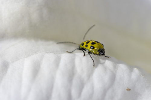 iNaturalist observation photo of Spotted Cucumber Beetle