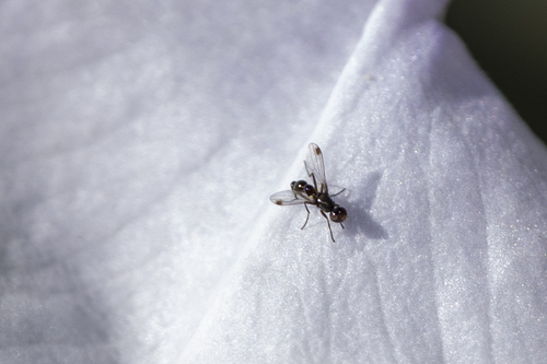 iNaturalist observation photo of Black Scavenger Flies