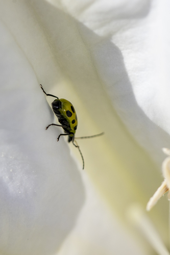 iNaturalist observation photo of Spotted Cucumber Beetle