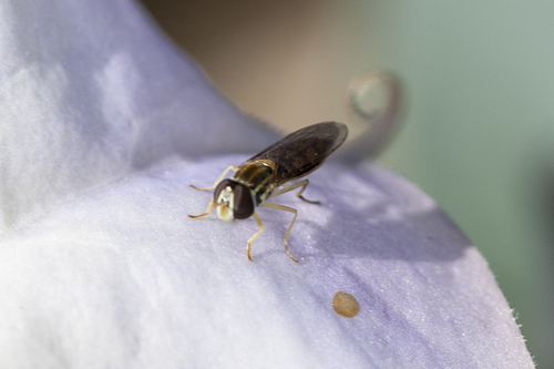 iNaturalist observation photo of Margined Calligrapher