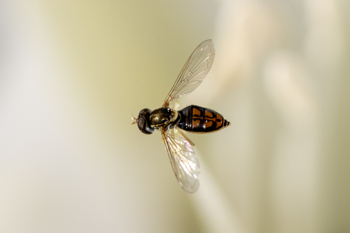 iNaturalist observation photo of Margined Calligrapher