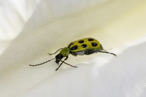 iNaturalist observation photo of Spotted Cucumber Beetle