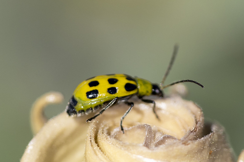 iNaturalist observation photo of Spotted Cucumber Beetle