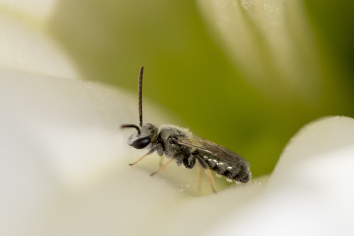 iNaturalist observation photo of Metallic Sweat Bees