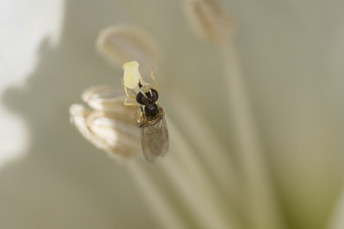 iNaturalist observation photo of Margined Calligrapher